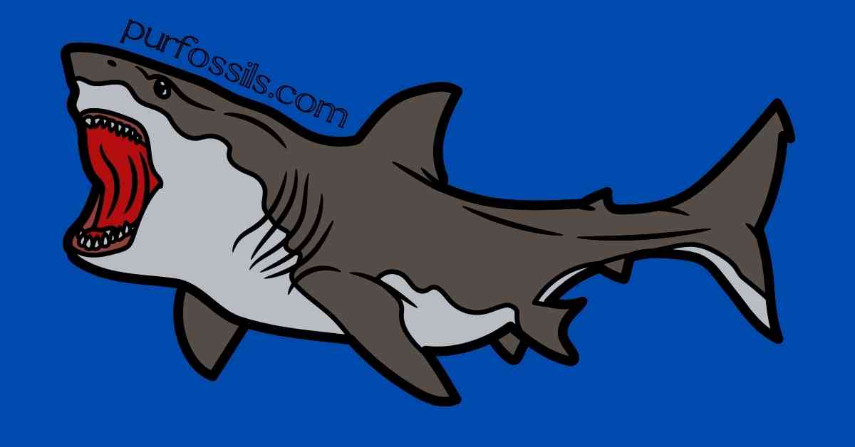 Shark Tooth Identification – PurFossils