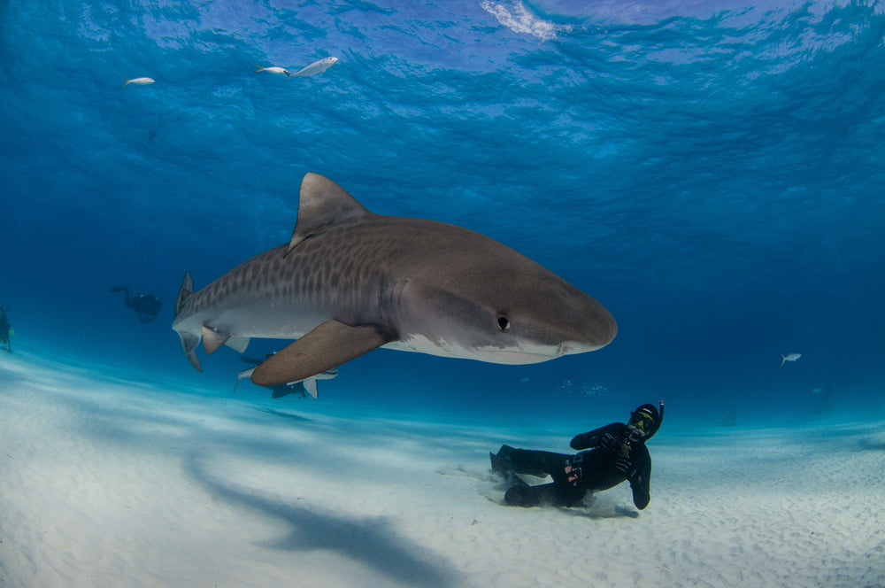 Freediving with a Tiger Shark